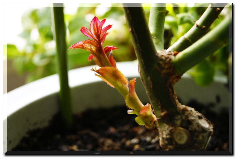 ベーサルシュート