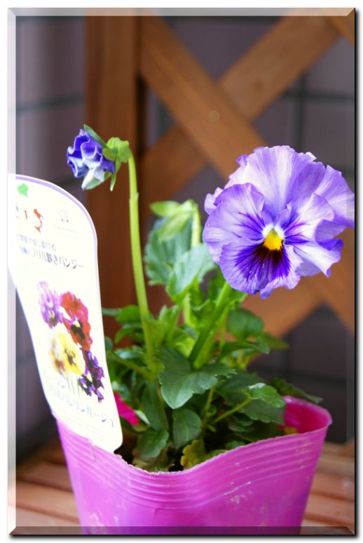 ムーランフリル3