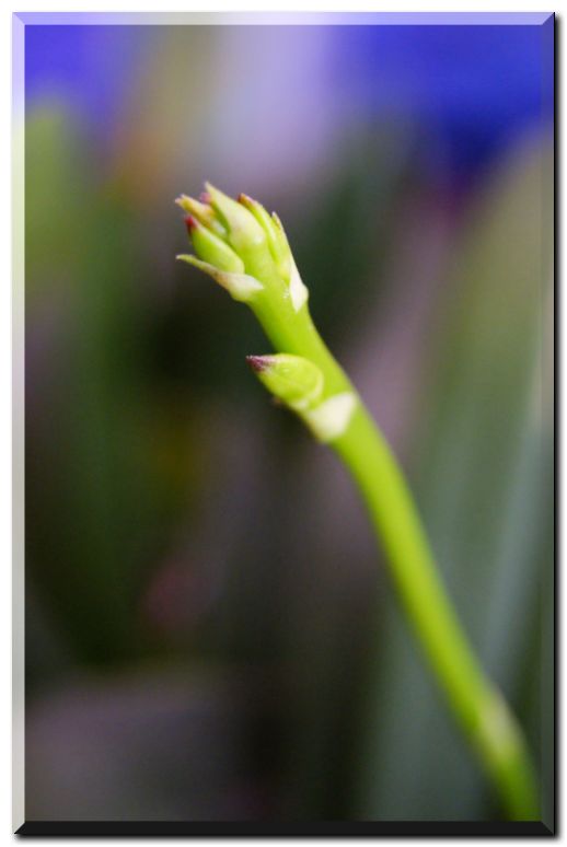 デンファレ花芽