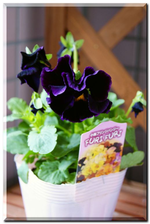 フリフリパンジー