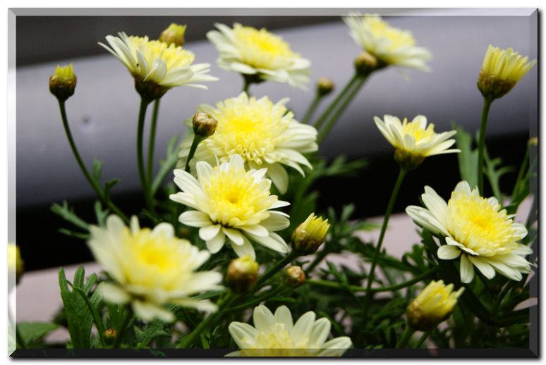 ボンザマーガレット