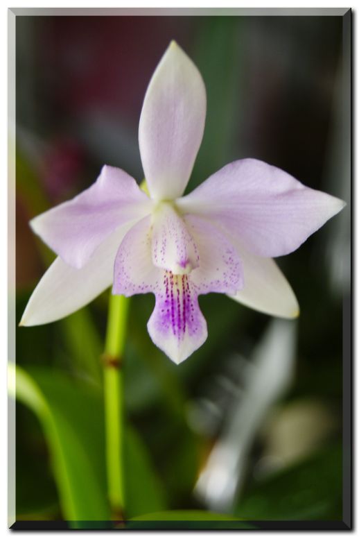 チャティリーレース