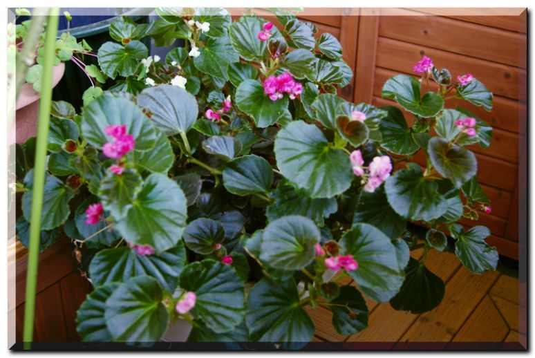 ベゴニアセンパ