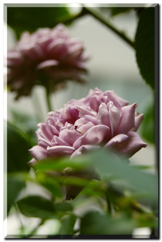 センチレイティングブルース