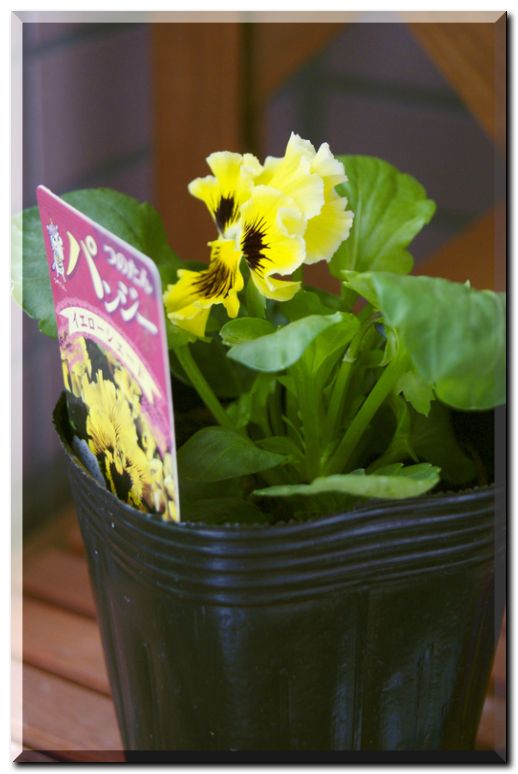 イエローシェード