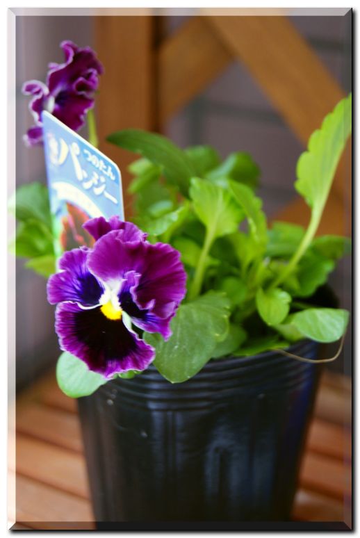 バーガンディー