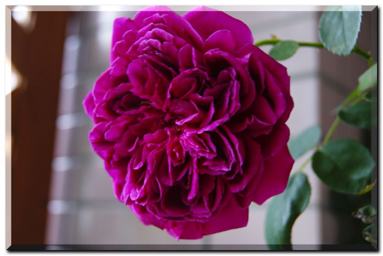 シェークスピア