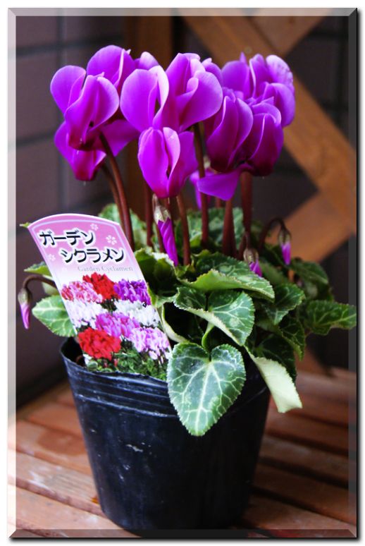 シクラメン紫