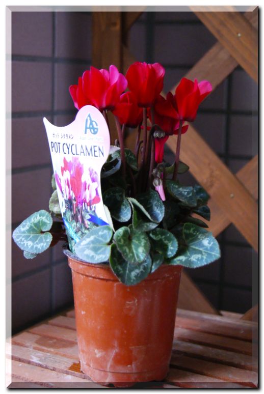 シクラメン赤