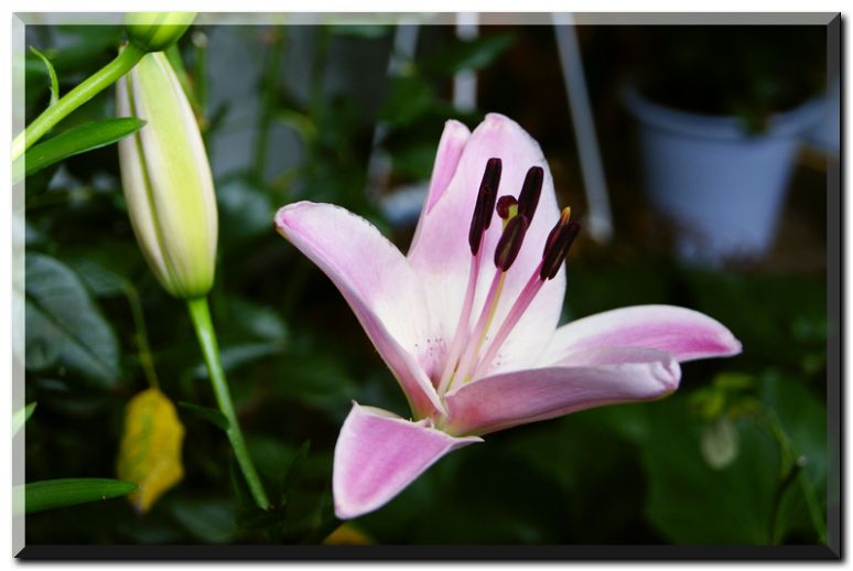 スカシユリピンク