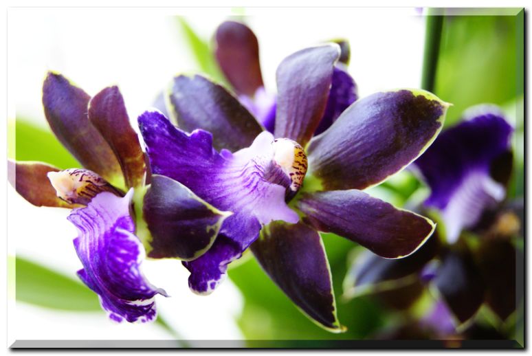 ジゴペタラム花