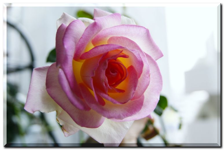 プリンセスドゥモナコ