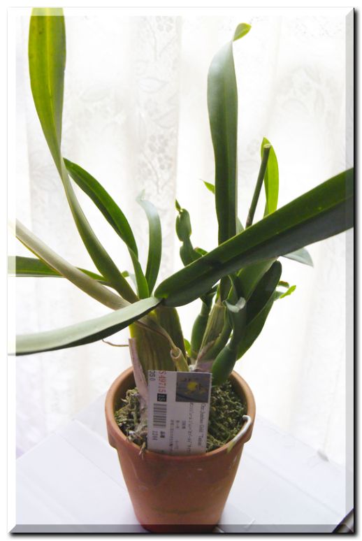 オンシジューム