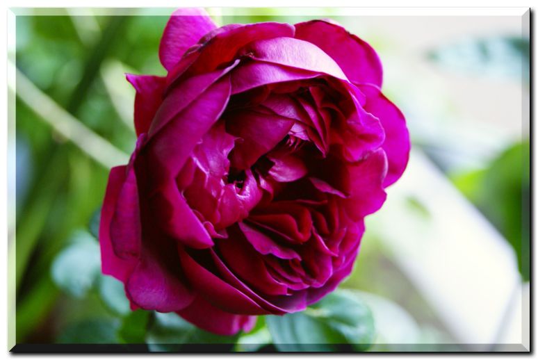 シェークスピア