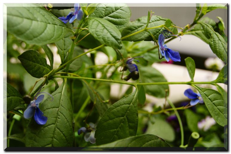 ブルーウィング