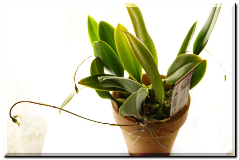 バルボフィラム