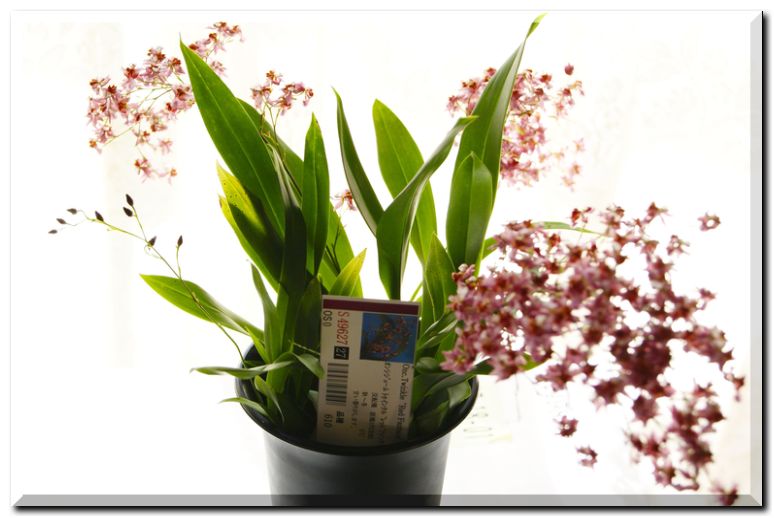 オンシジューム