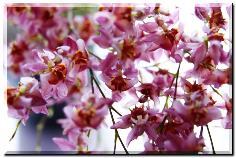 オンシジューム花