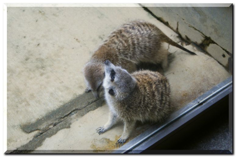 ミーアキャット