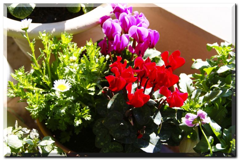 シクラメン寄せ植え