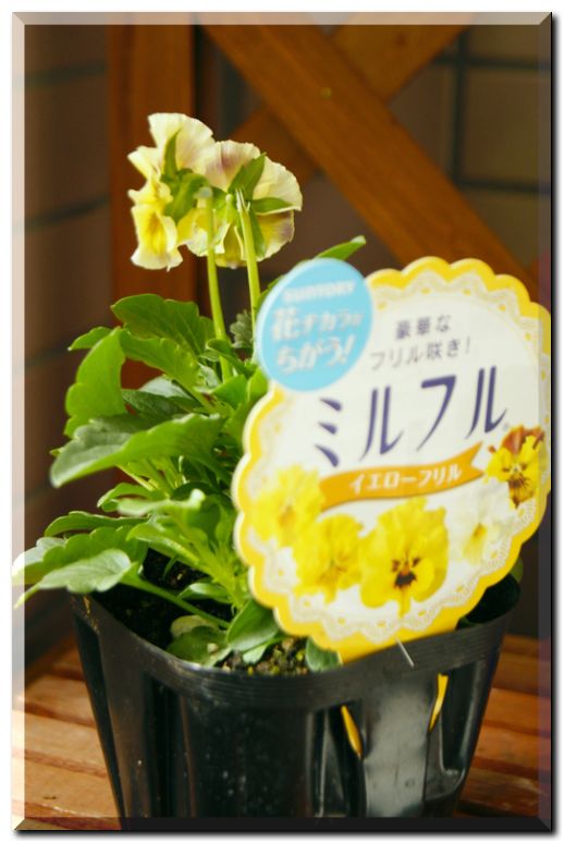 イエローフリル