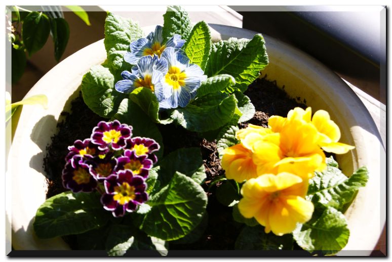 プリムラ寄せ植え