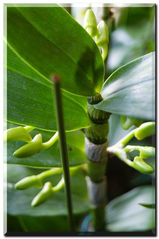 グリーンスリーブス