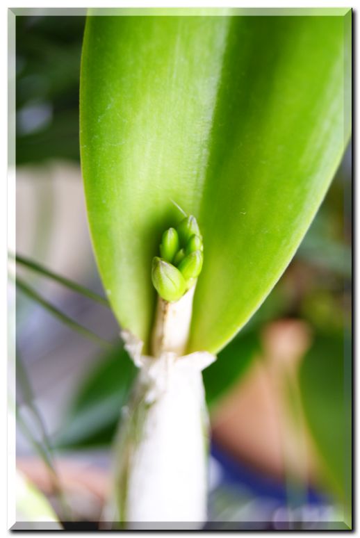 ラブパッション