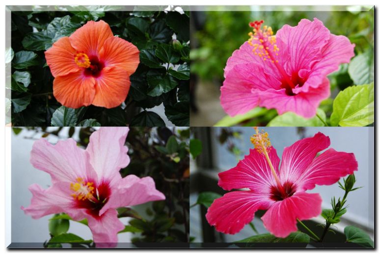 ハイビスカス1