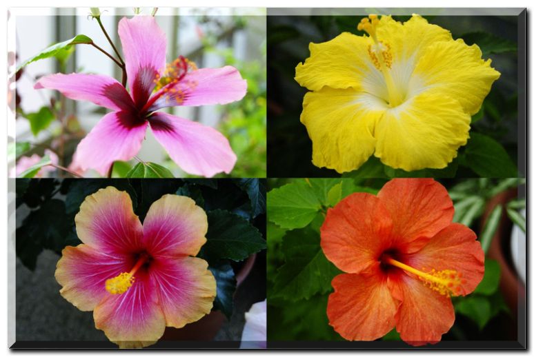 ハイビスカス2