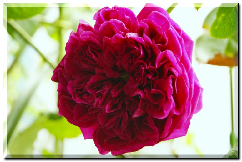 シェークスピア