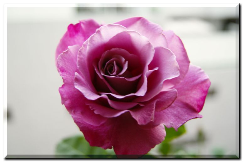 エンゼルフェイス1