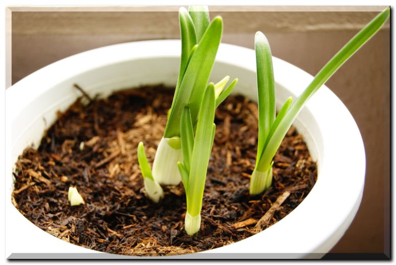 ステルンベルギア