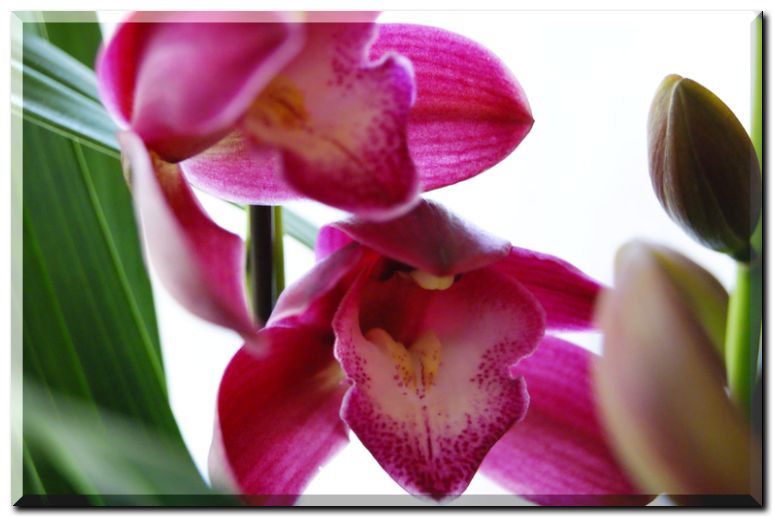 シンビジューム