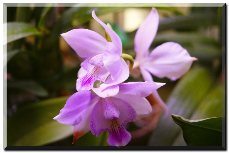 チャティリーレース