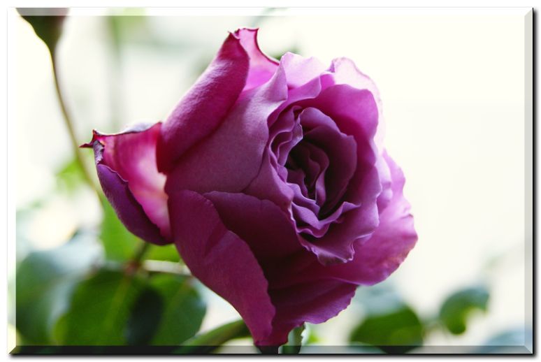 エンゼルフェイス