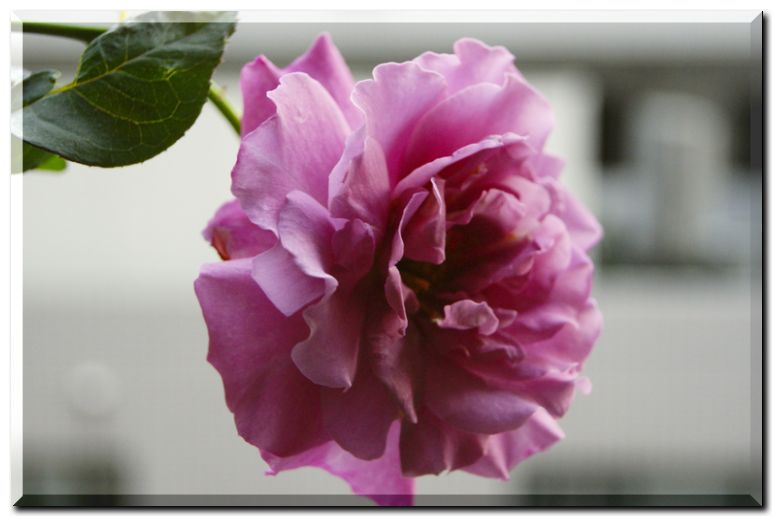 エンゼルフェイス2