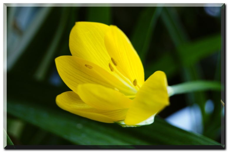 ステルンベルギア