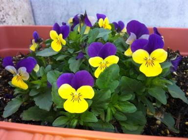 渡部園芸さんから頂いたビエラ