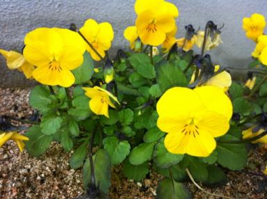 渡部園芸さんから頂いた黄色のビエラ