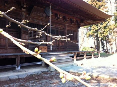 湯川村勝常寺桜