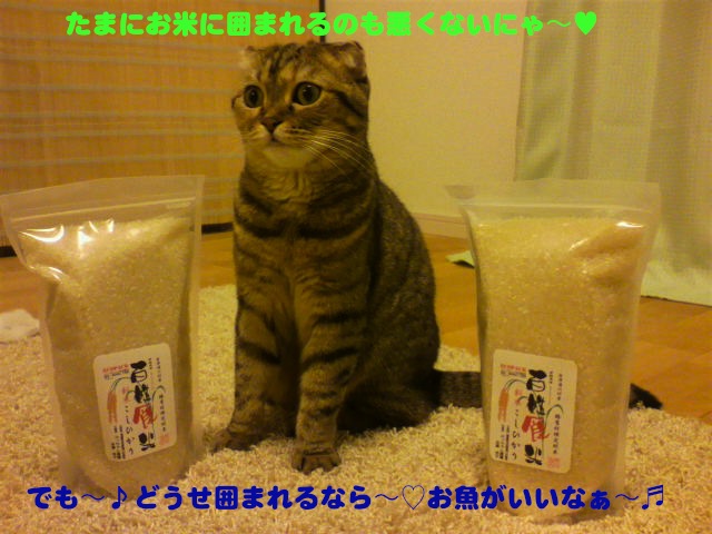 ２０１０年【百姓食米】の新米が届いたよ～