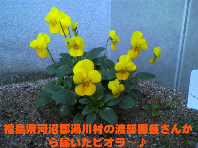 福島県河沼郡湯川村の渡部園芸さんから届いたビオラ