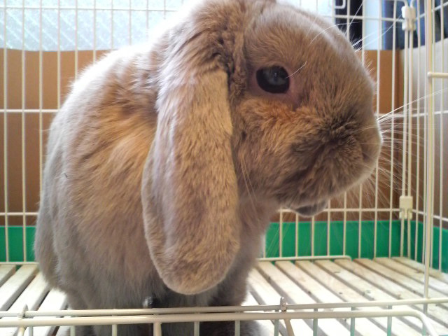 我が家のうさぎ：桃ちゃんです。
