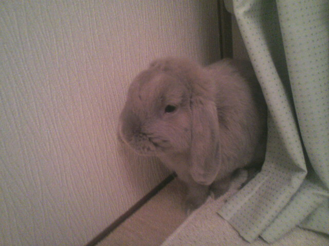 カーテンの影から