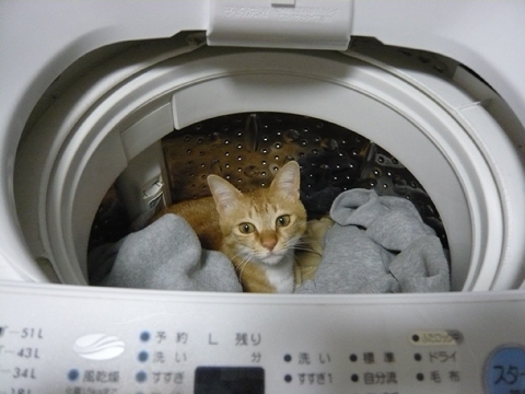 月洗濯機