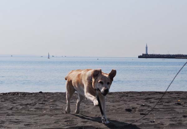 湘南の海.jpg