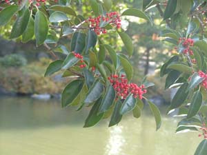 枳殻邸 3