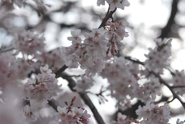 さくらの花.jpg
