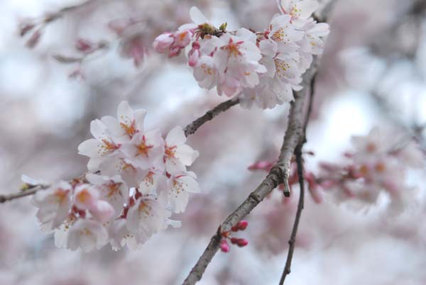さくらの花2.jpg